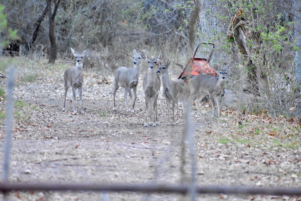 Deer watch us